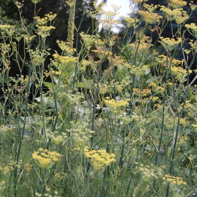Fennel plant