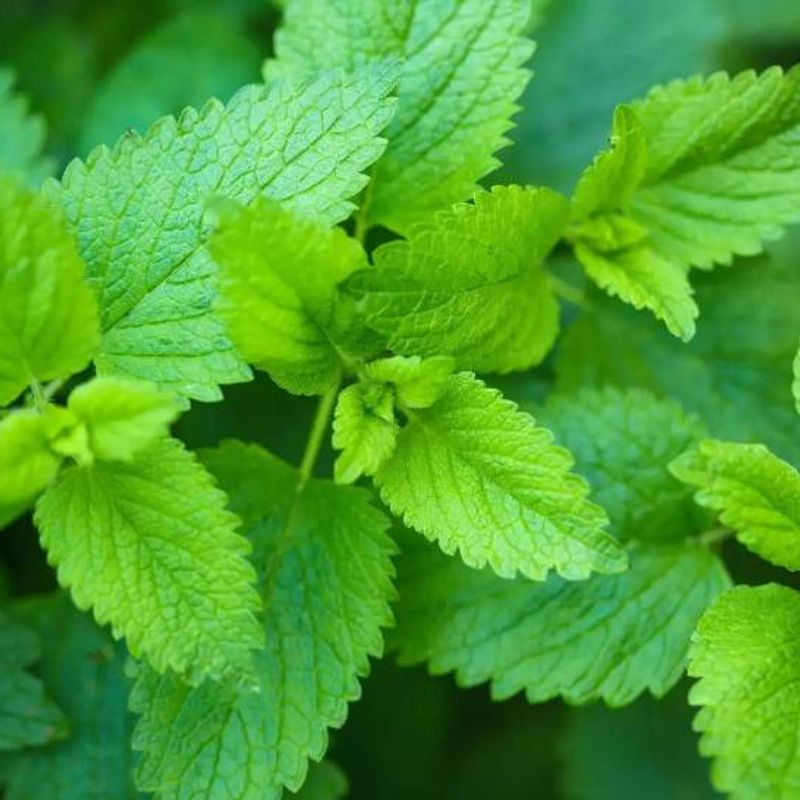 Lemonbalm plantt