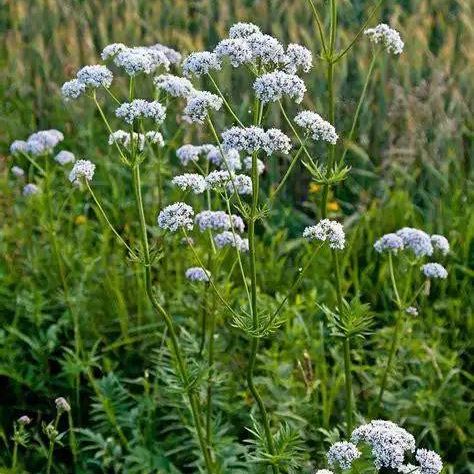 Valerian plant