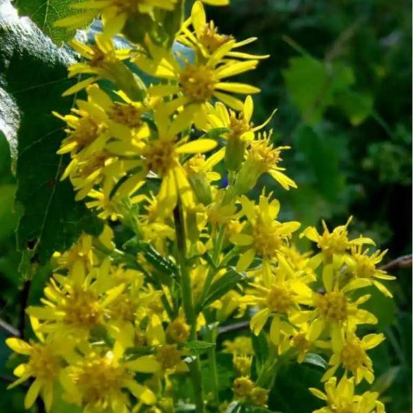 Goldenrod plant