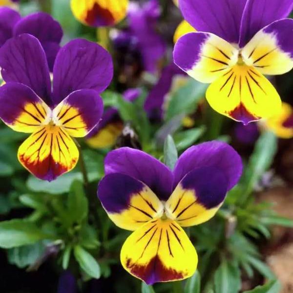 Heartsease plant