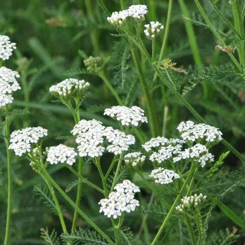 Yarrow plant
