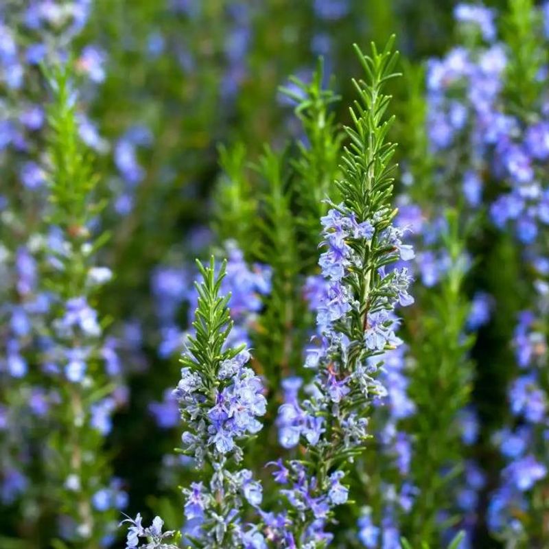 Rosemary plant