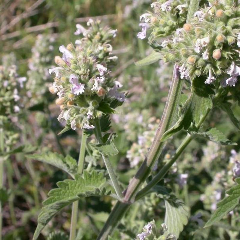 Catnip plant