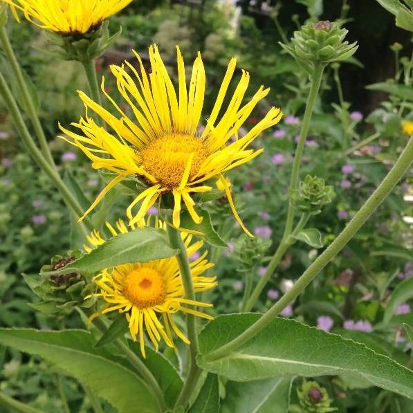 Elecampane plant