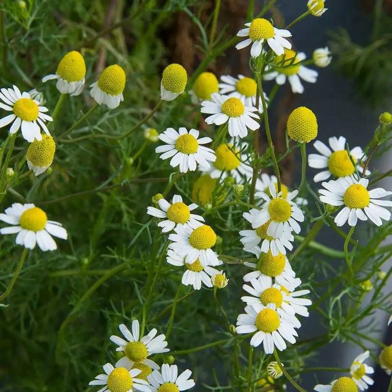 Chamomile plant