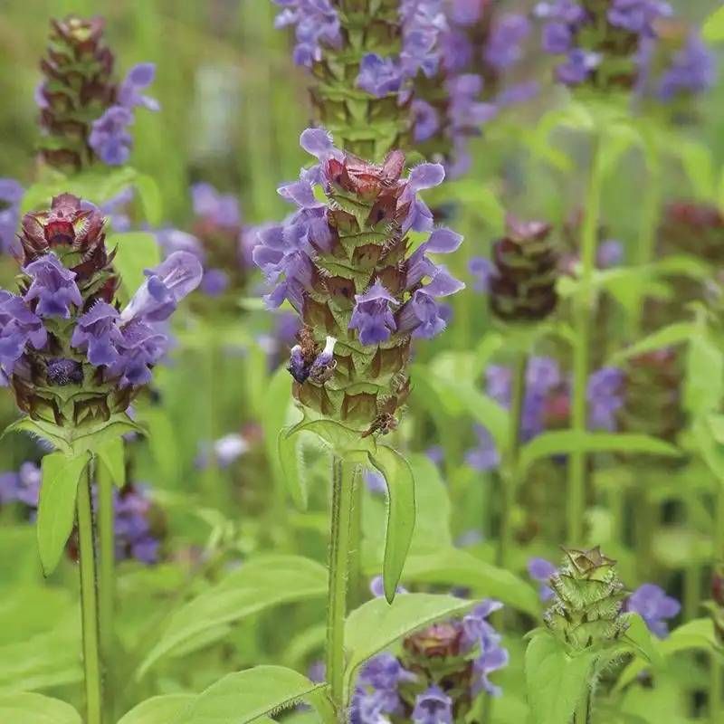Self heal plant