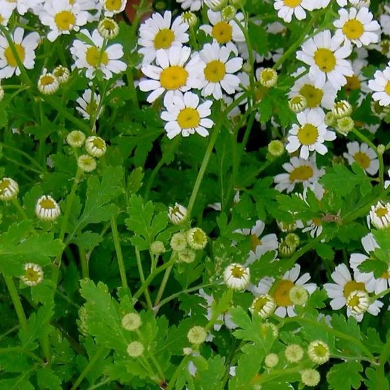 Feverfew plant