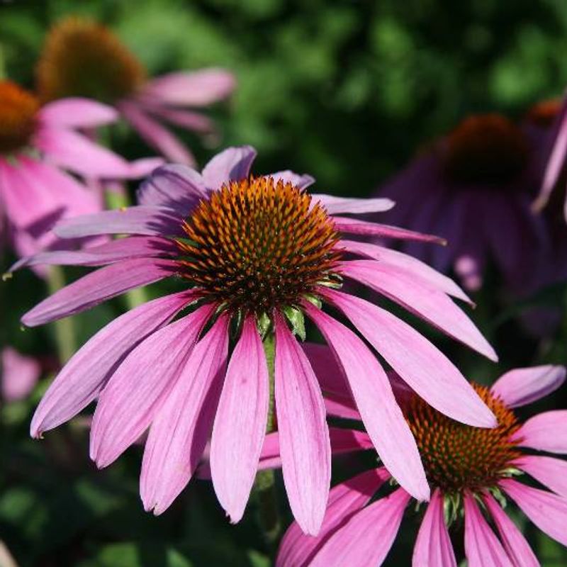 Echinacea plant