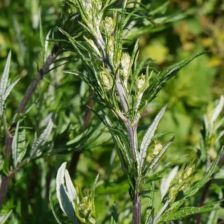 Mugwort plant