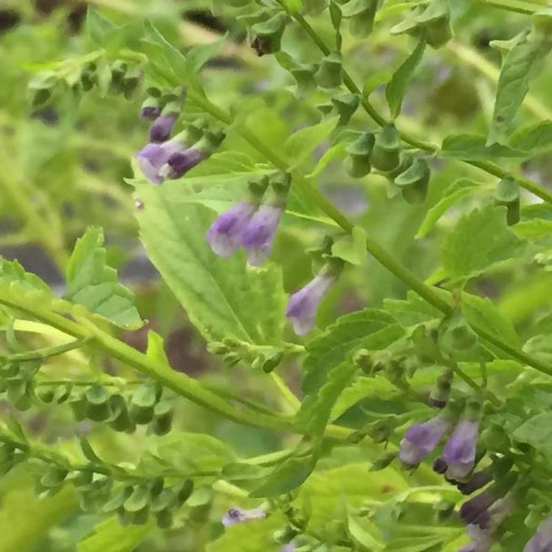 Skullcap plant