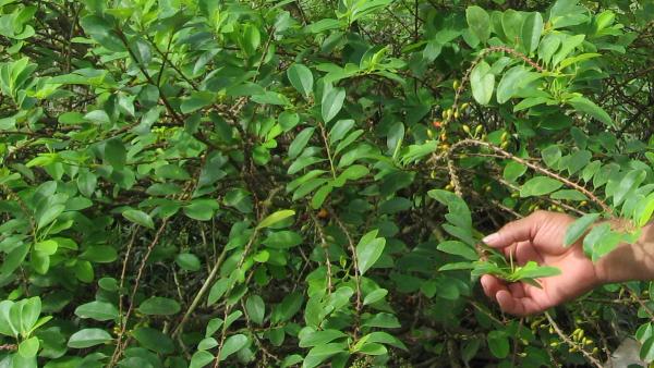 Reviewing the coca leaf's international status: A chance to heal what  Prohibition broke - International Drug Policy Consortium (IDPC)