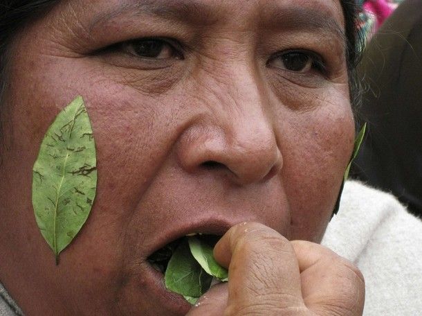 El Parlamento Andino Declara La Hoja De Coca Patrimonio Cultural ...