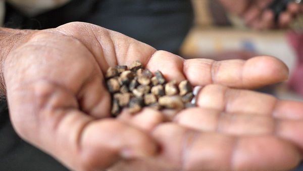 Afghanistan’s opium problem requires a humanitarian solution ...