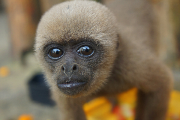 Reserva Holística Paseo de los Monos