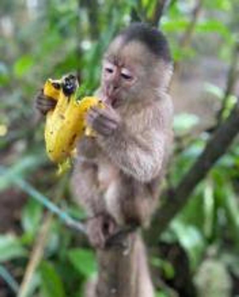 Reserva Holística Paseo de los Monos - Foto 3