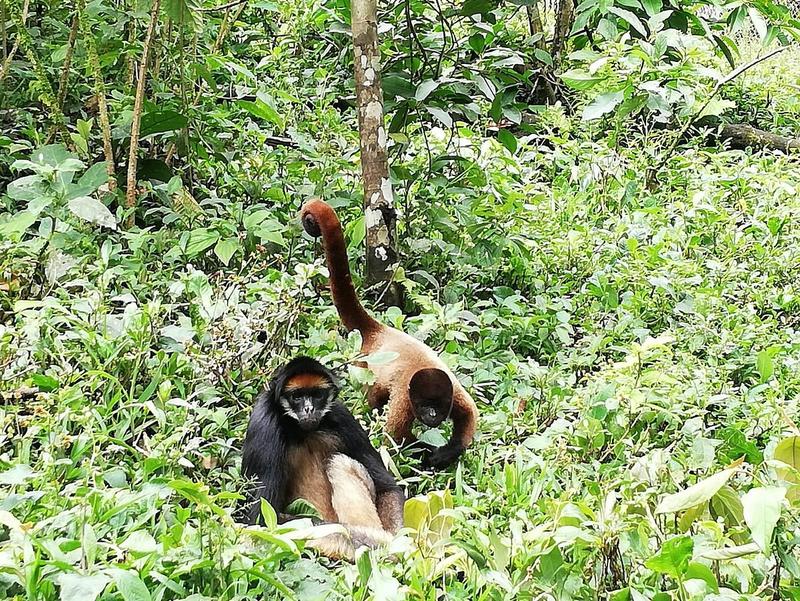 Reserva Holística Paseo de los Monos - Foto 2