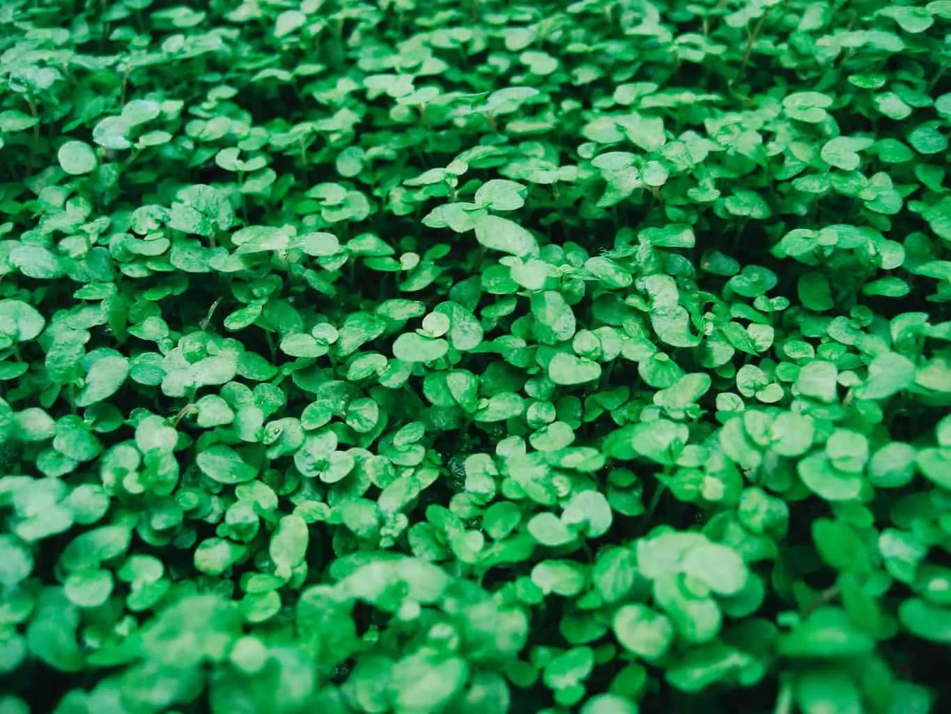 The 8 Best Cities for St. Patrick's Day