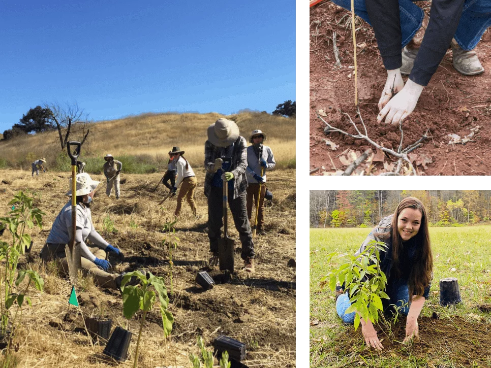 Engine Partners with One Tree Planted to Plant 250,000 Trees Across United States in 2021