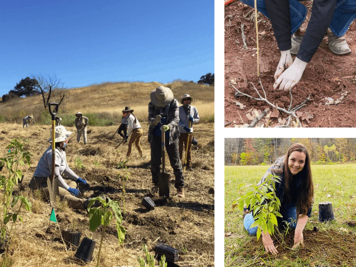 Engine Partners with One Tree Planted to Plant 250,000 Trees Across United States in 2021