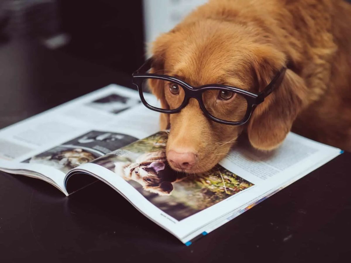 How to Take Your Pet On a Work Trip with Pet-Friendly Extended Stays