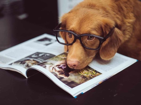How to Take Your Pet On a Work Trip with Pet-Friendly Extended Stays