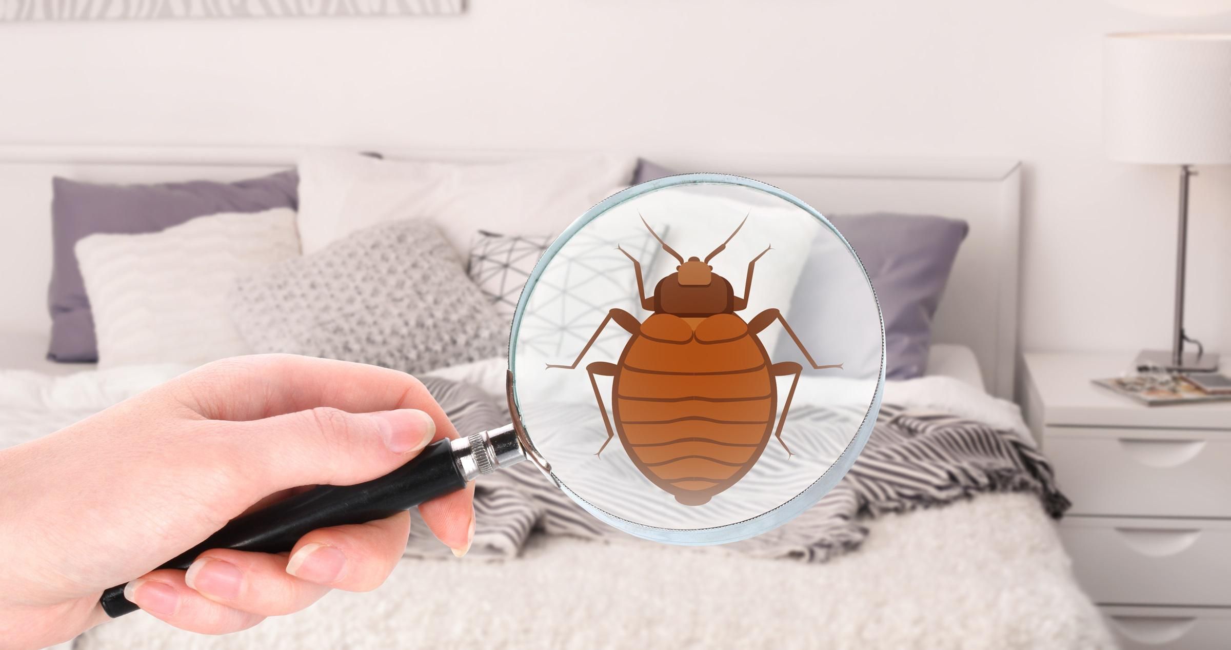 How to Check for Bed Bugs in a Hotel​ Room - Quick & Easy Identification