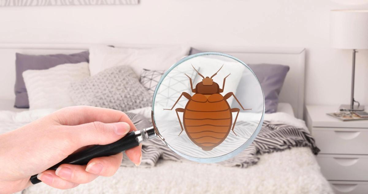 How to Check for Bed Bugs in a Hotel Room - Quick & Easy Identification