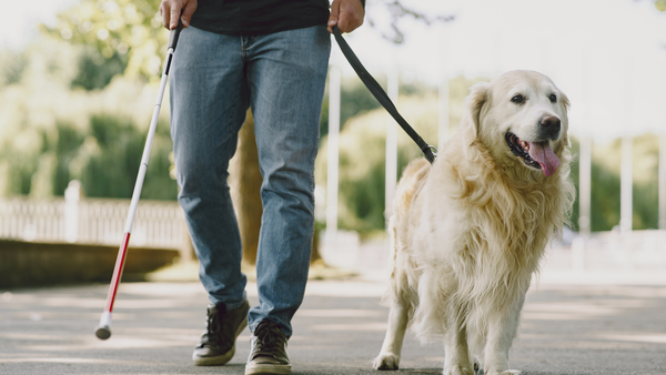 Are service animals allowed in rooms within the wedding block?