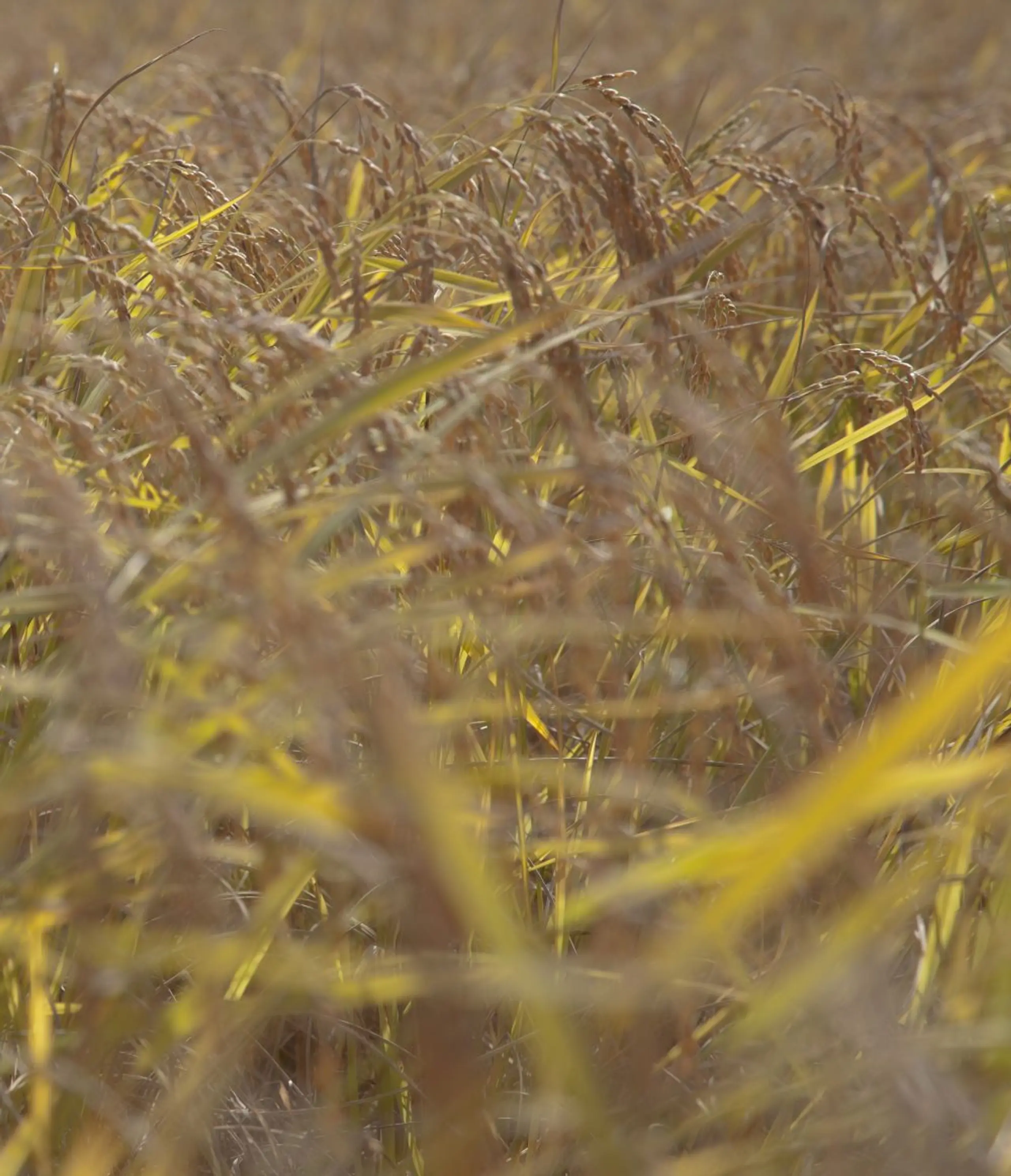 Rice field
