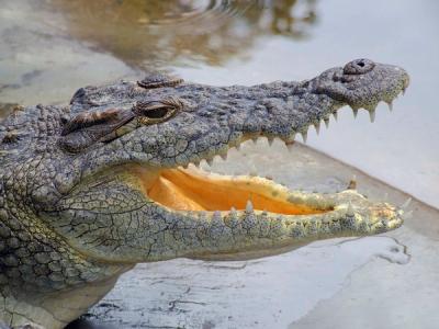Wildlife & Nature photo 1