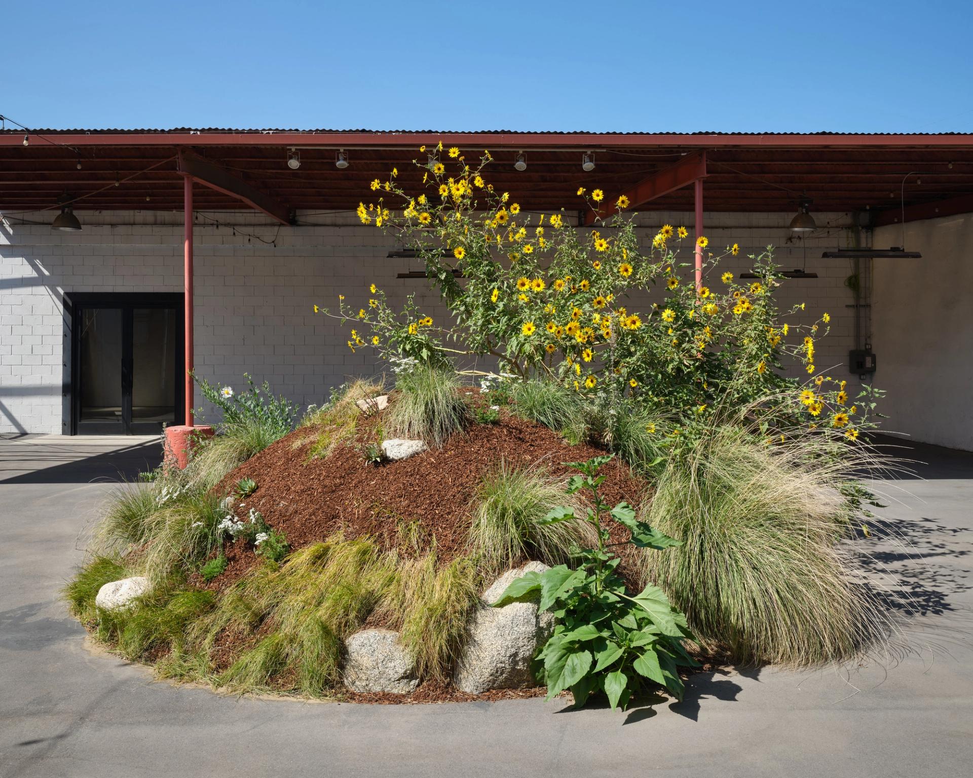 Flowers and plants on a mound of earth and mulch.