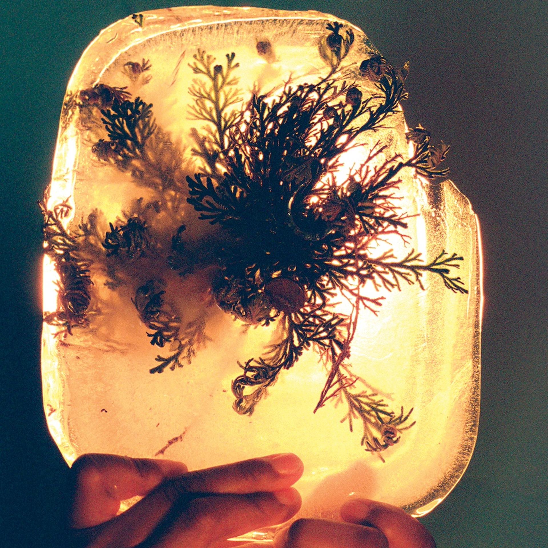 A hand holds a glowing block of ice with botanical sprigs and small pinecones frozen inside, backlit to reveal the plant silhouettes