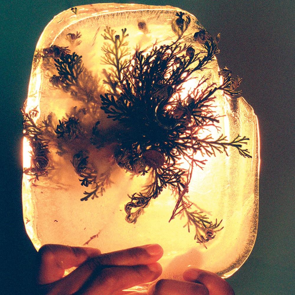 A hand holds a glowing block of ice with botanical sprigs and small pinecones frozen inside, backlit to reveal the plant silhouettes