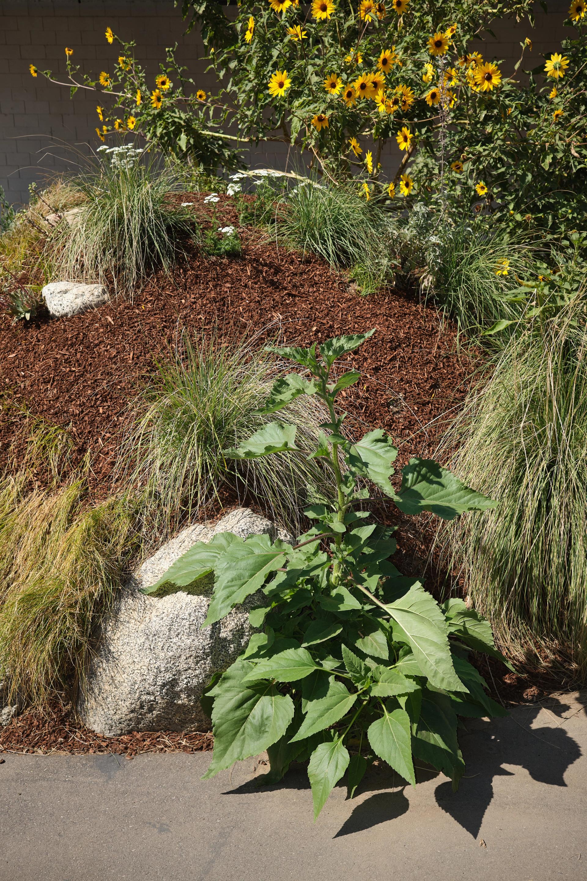 A detail of Flowers and plants on a mound of earth and mulch.