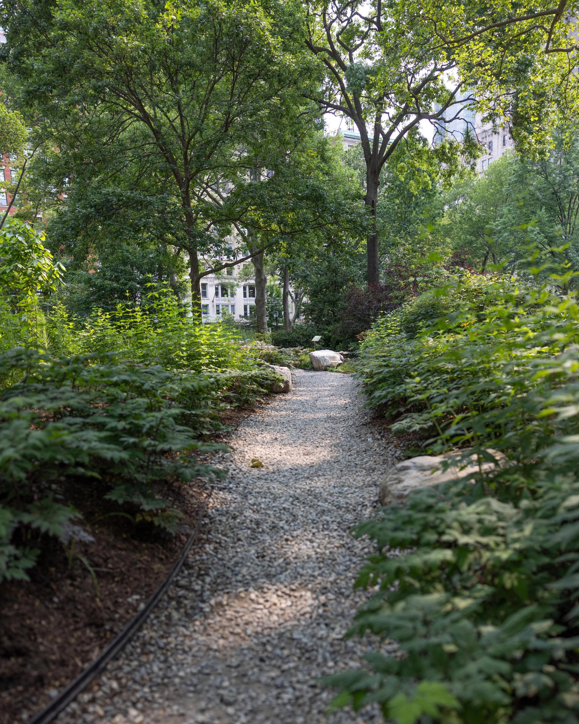 A pathway through plants.