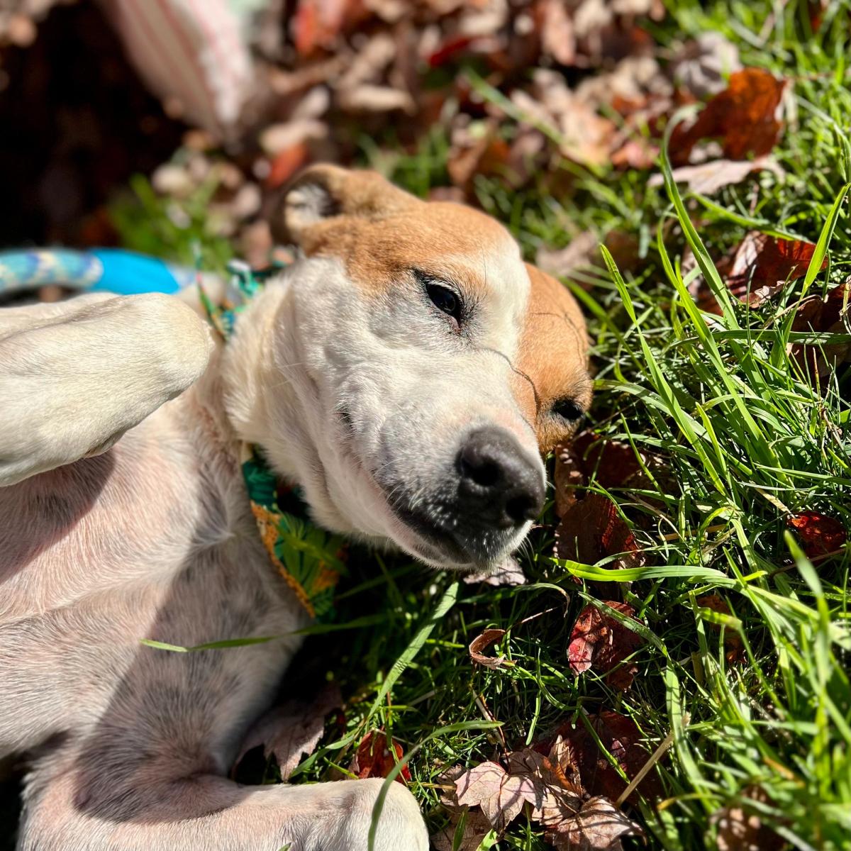 Mischievous Escape-Artist Dog In North Carolina Landed In A "Perfect Fit" Home After Roaming Around