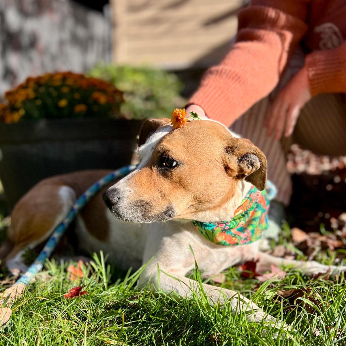 Mischievous Escape-Artist Dog In North Carolina Landed In A "Perfect Fit" Home After Roaming Around