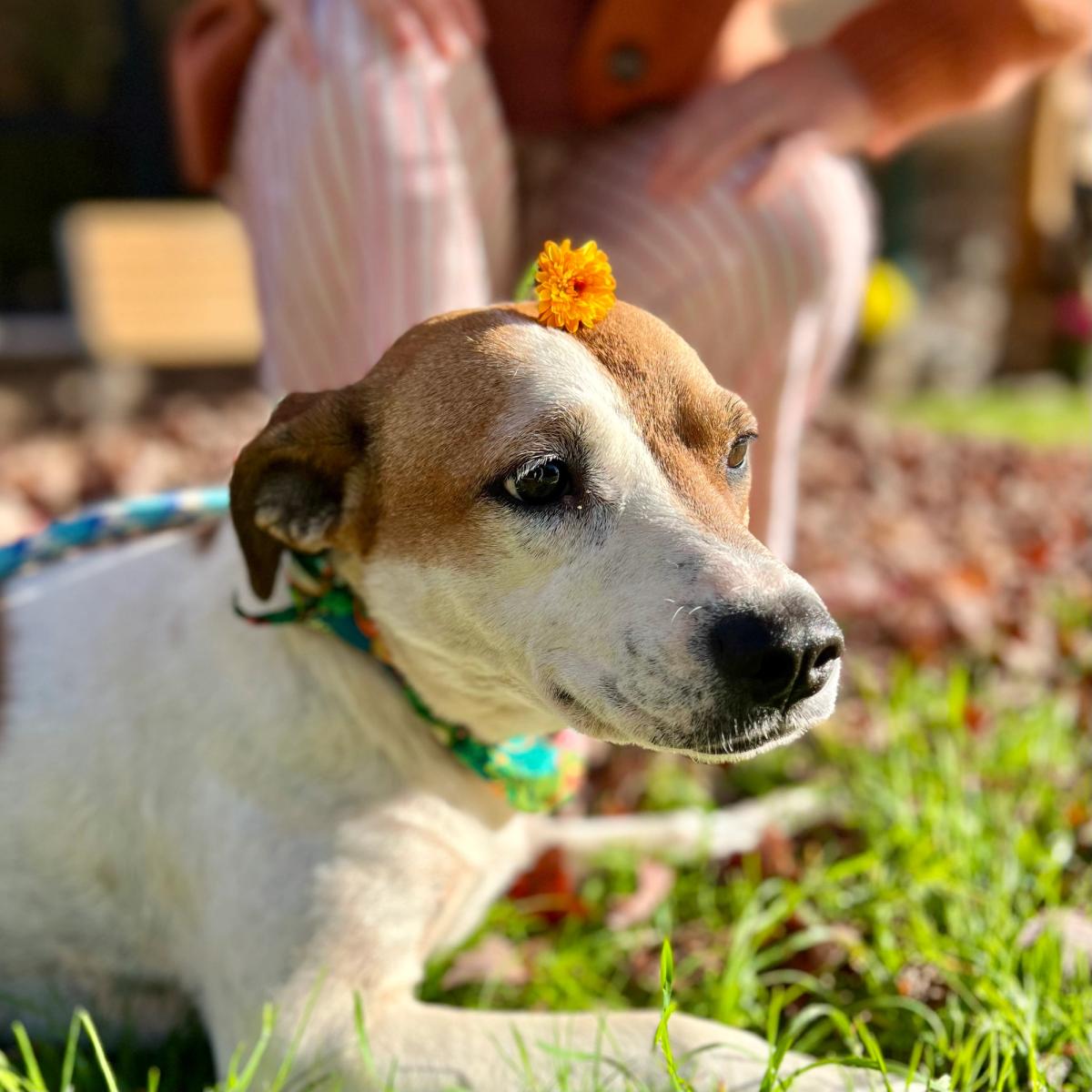 Mischievous Escape-Artist Dog In North Carolina Landed In A "Perfect Fit" Home After Roaming Around