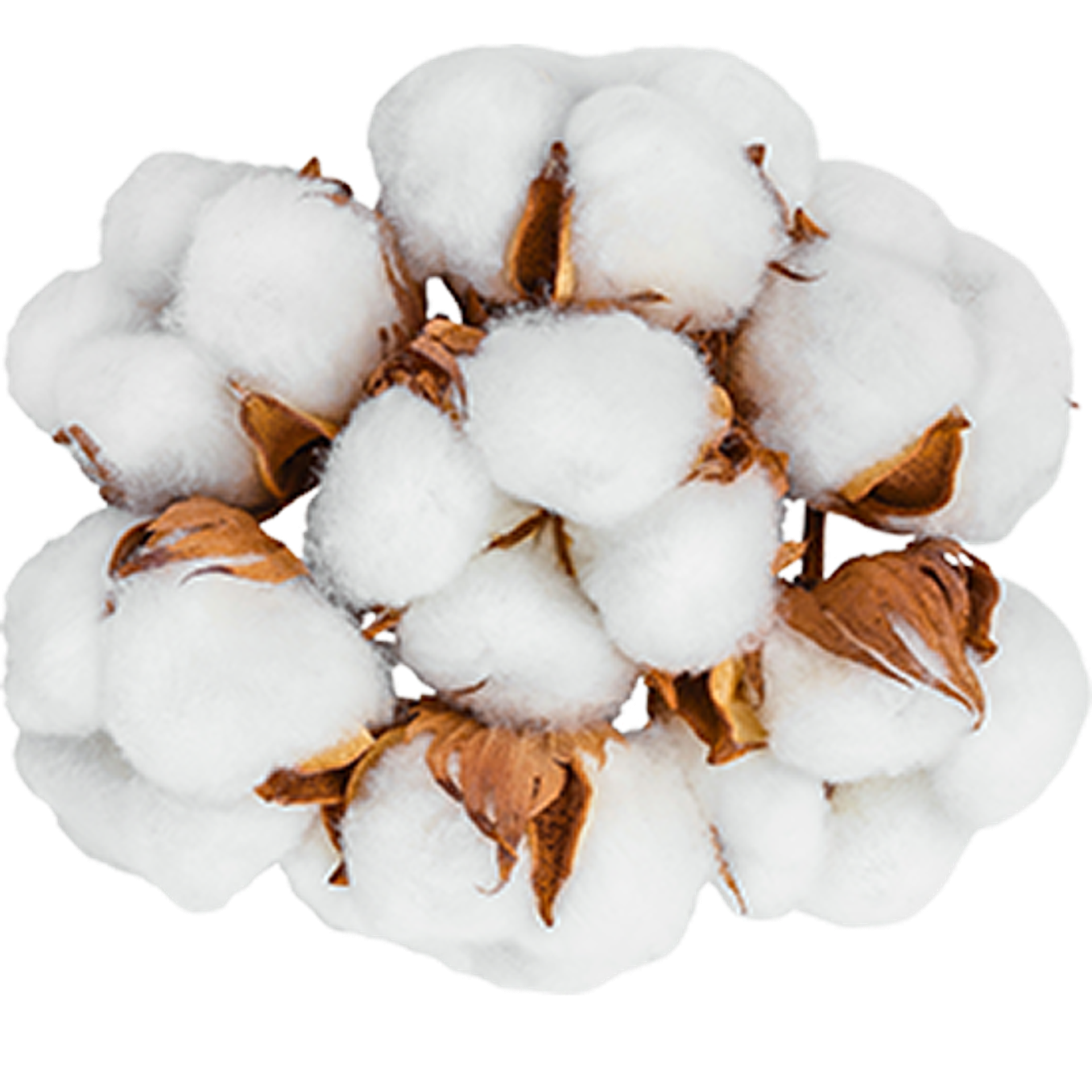 SEMILLA DE ALGODÓN