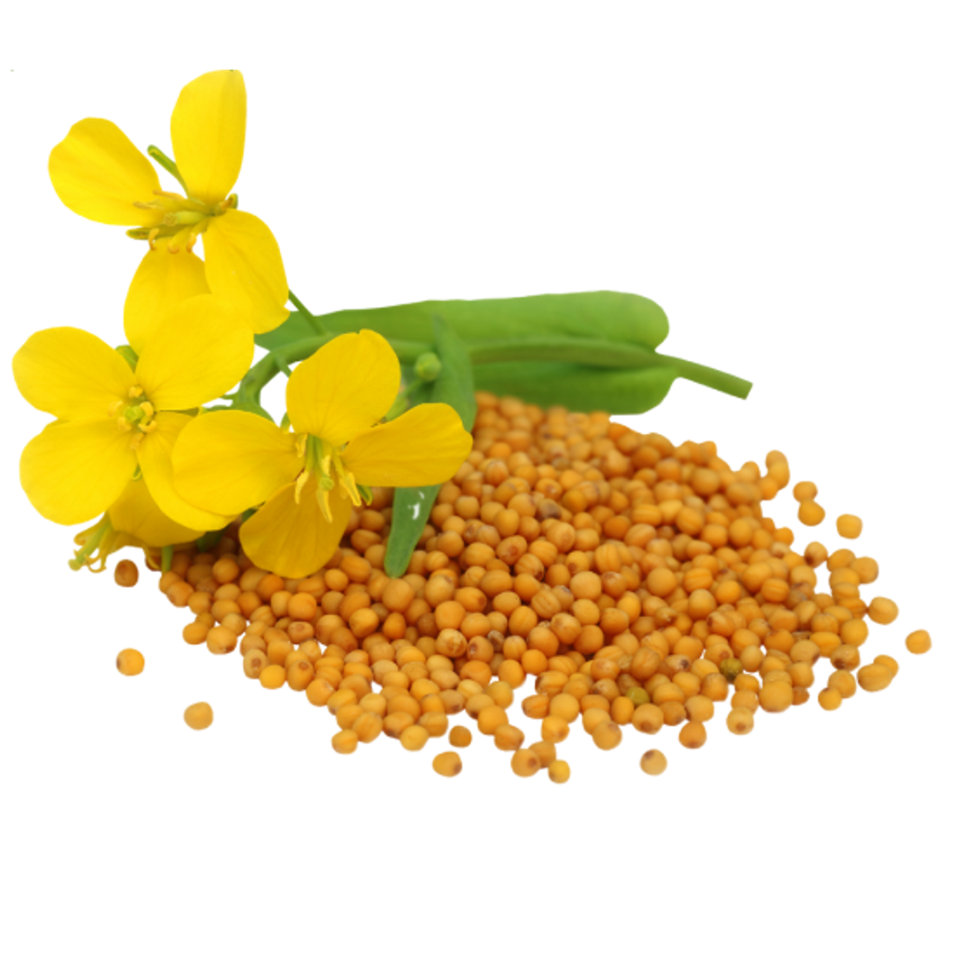CAMELINA