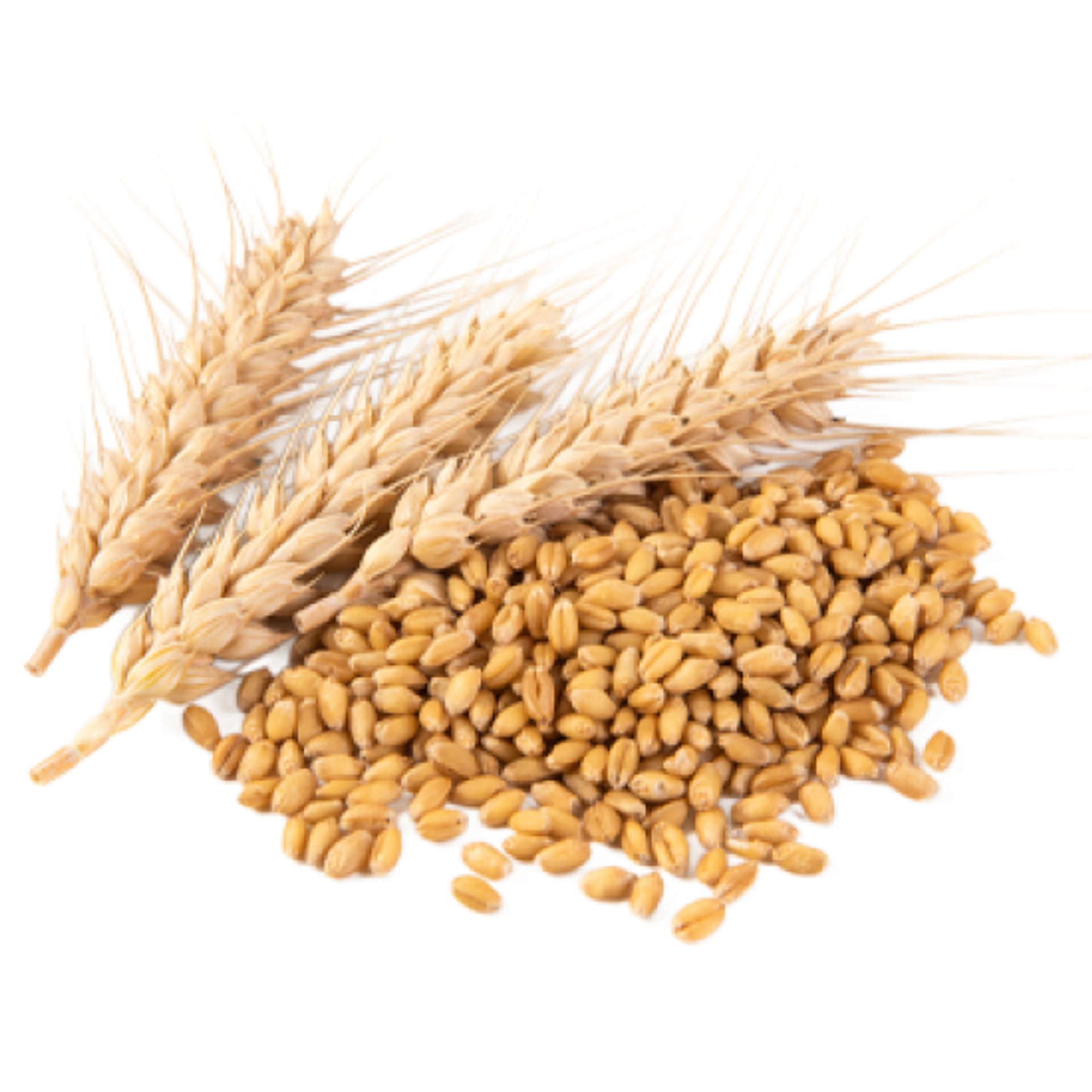 DDGS (Dried Distiller Grains)