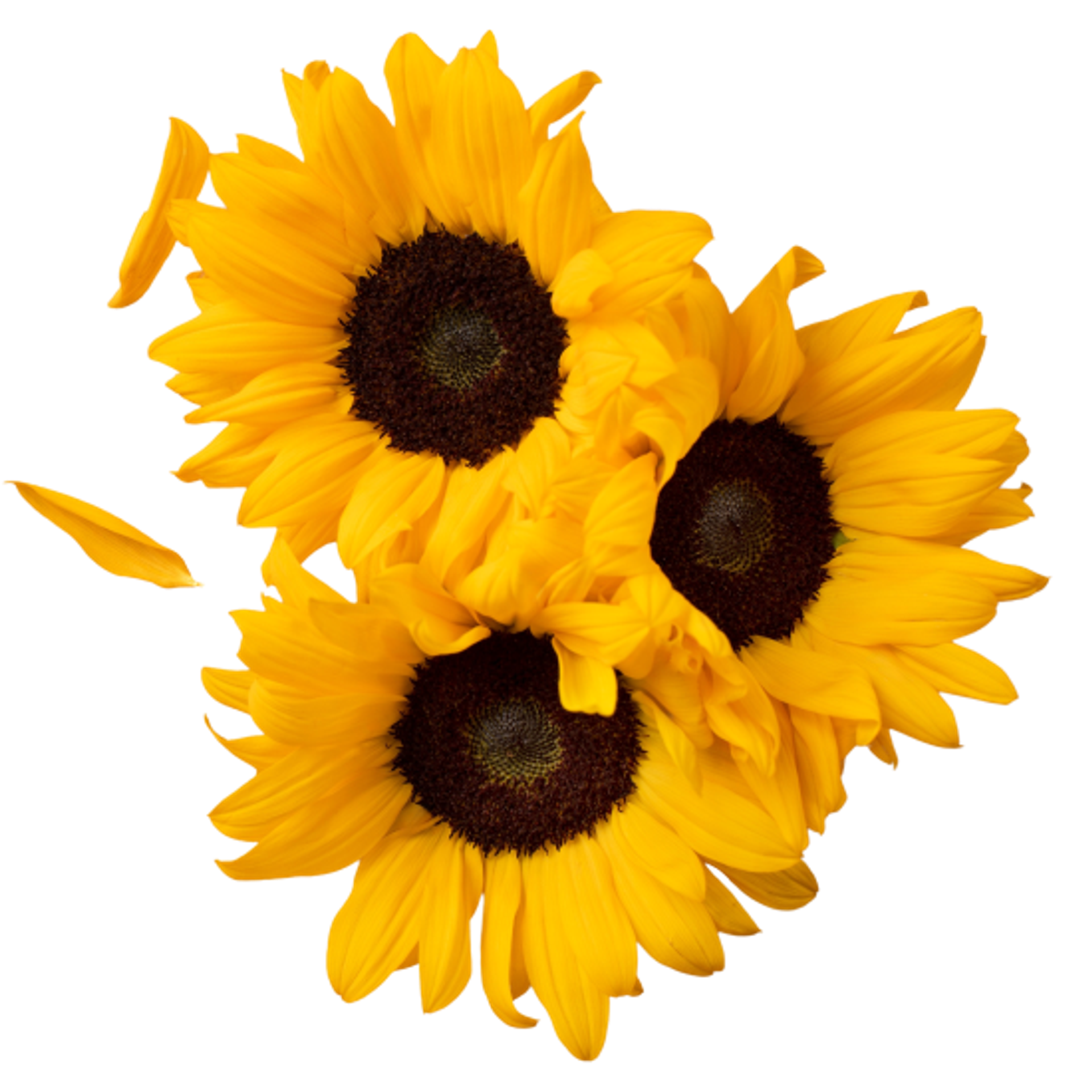 GIRASOL