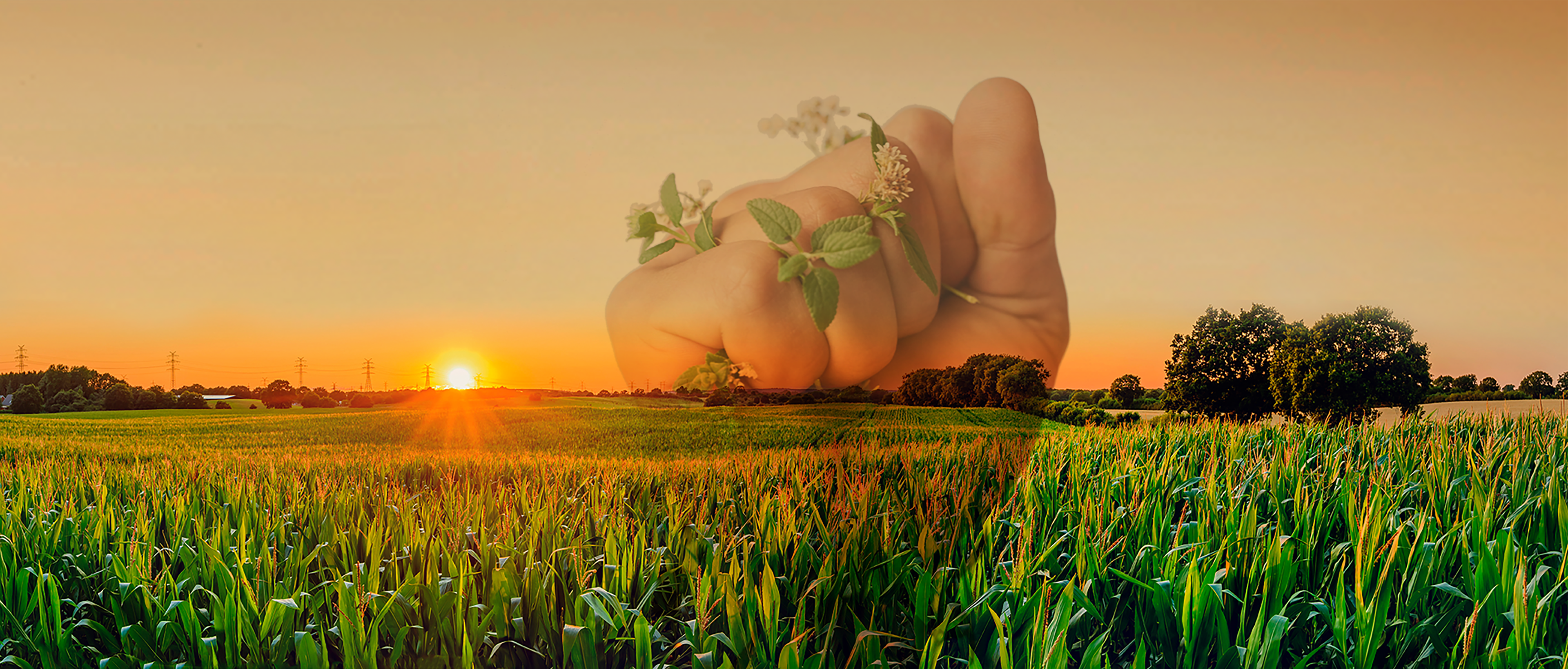 background-image