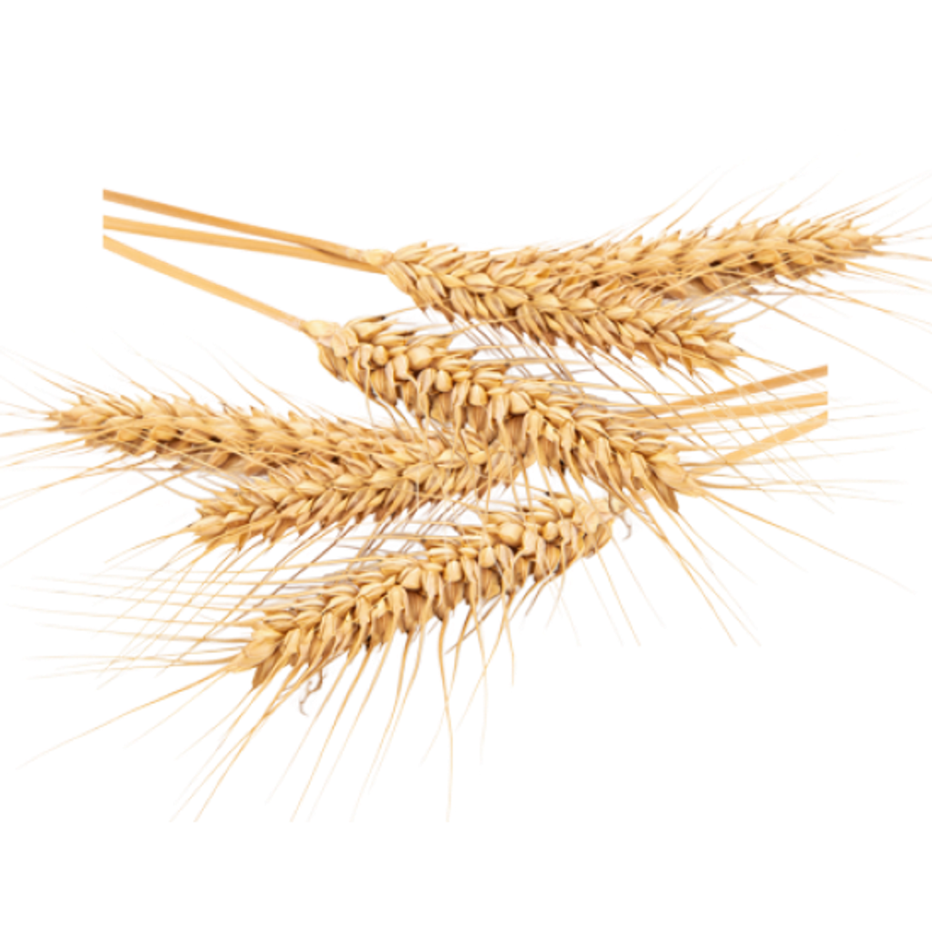 WHEAT GLUTEN FEED