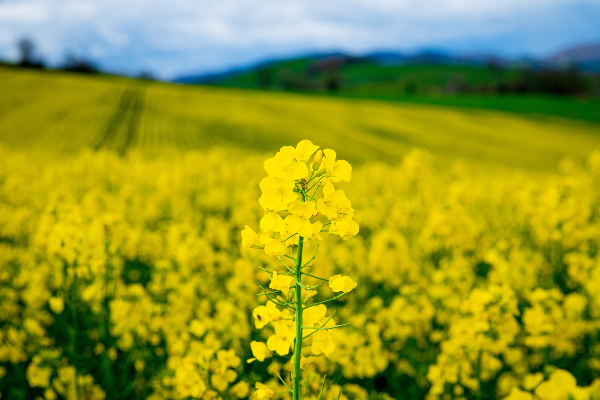 colza-planta