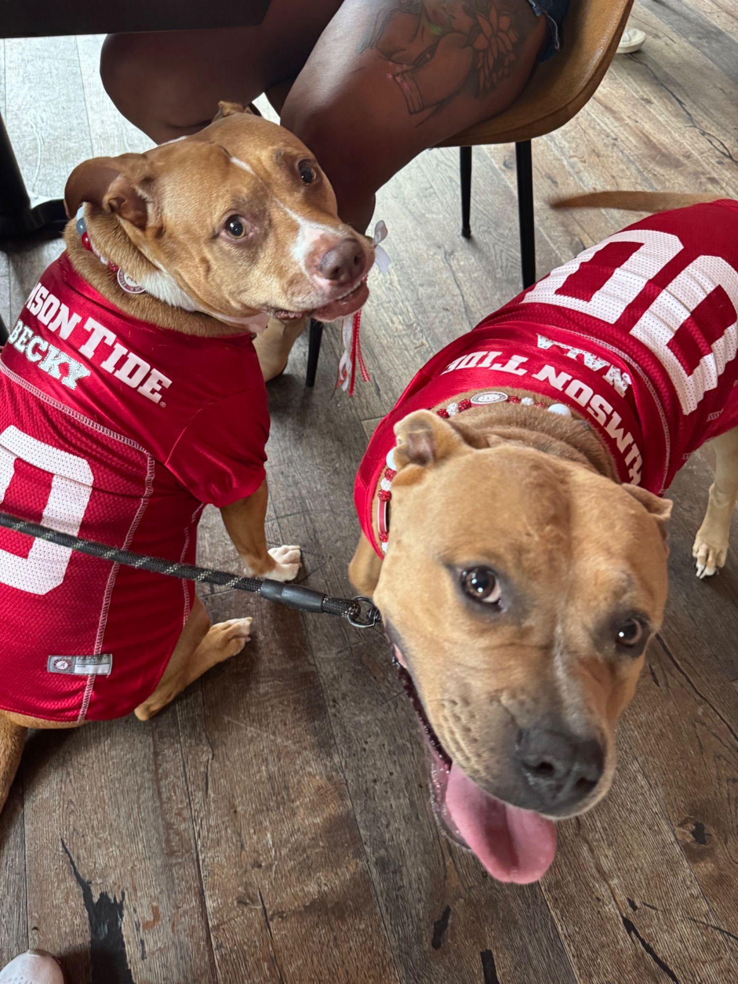 San Diego Bama Fans watch party photo from Alabama vs South Carolina