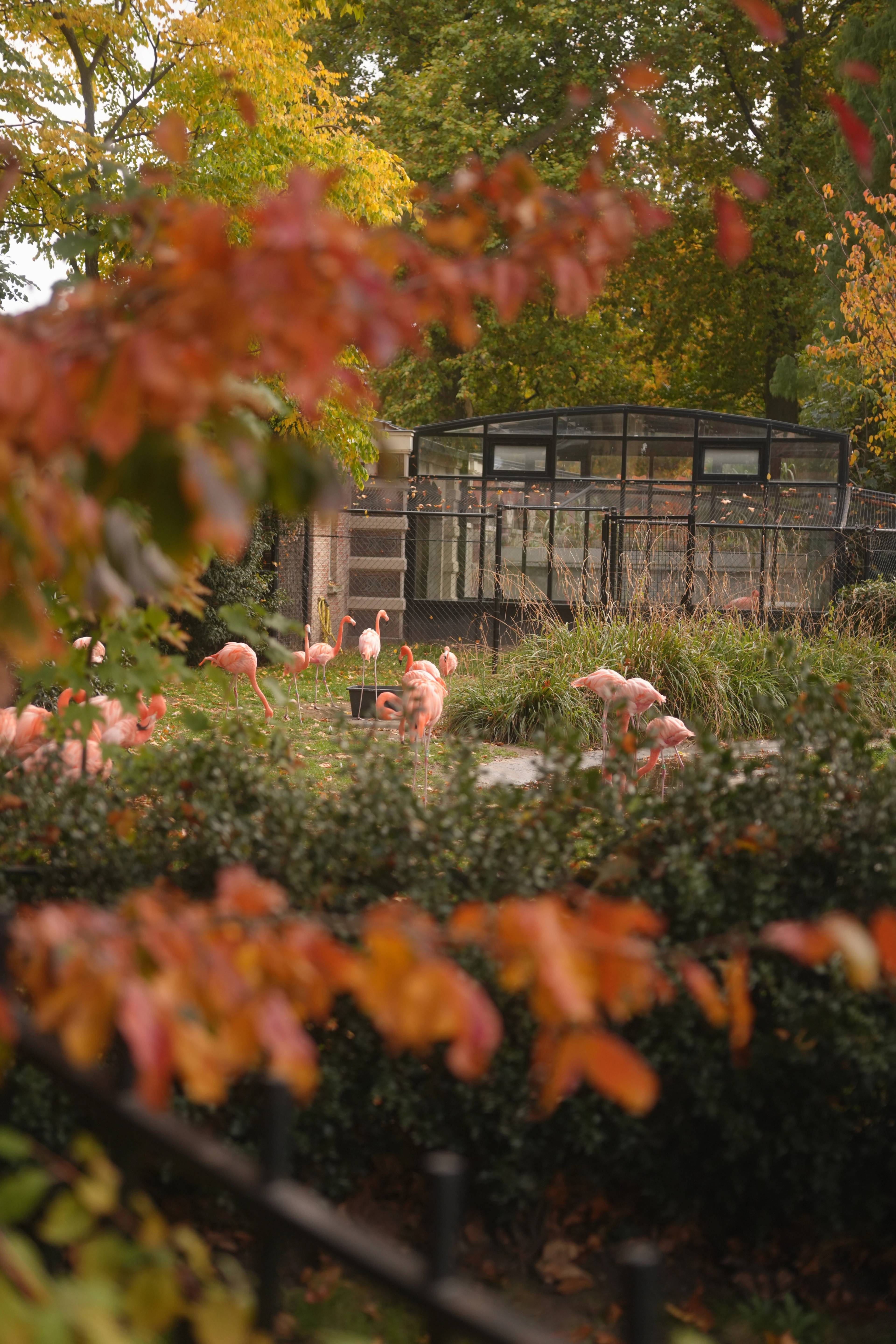 Flamingos in the zoo, glimpsed through autumn foliage