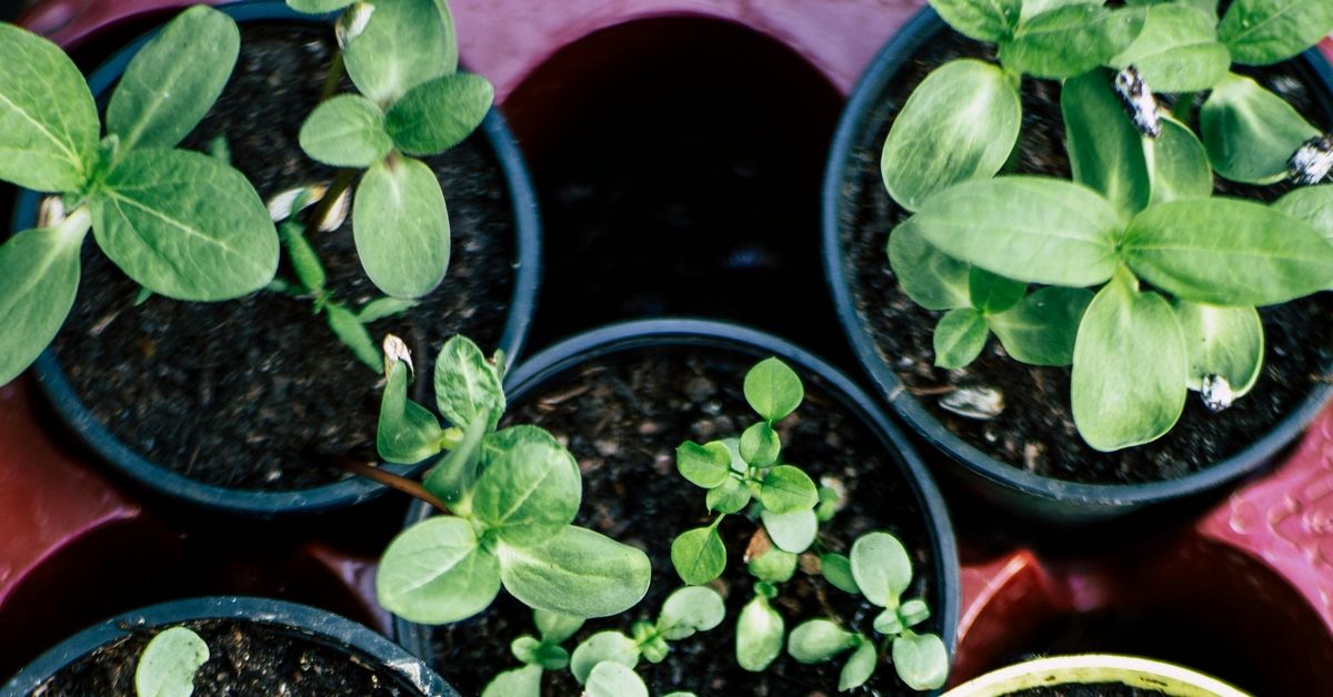 Vil du begynne å dyrke din egen mat?