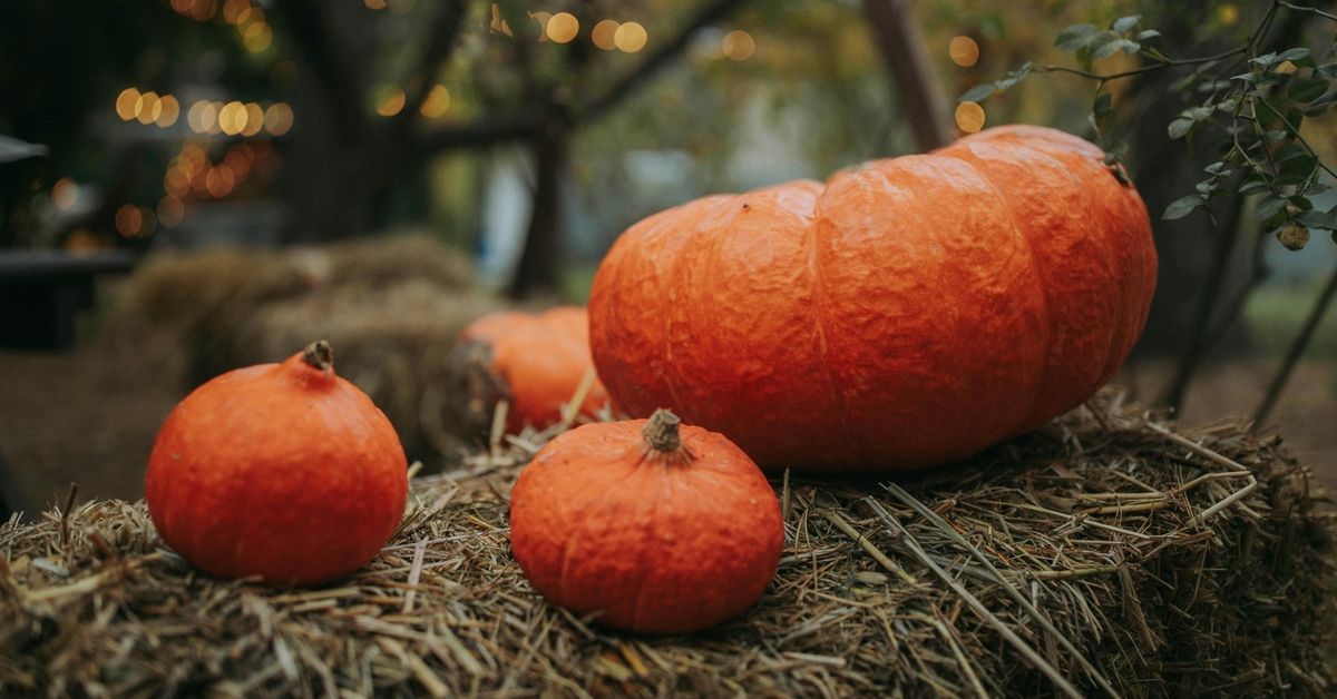 Gresskar til Halloween: Stor popularitet, men også mye matsvinn